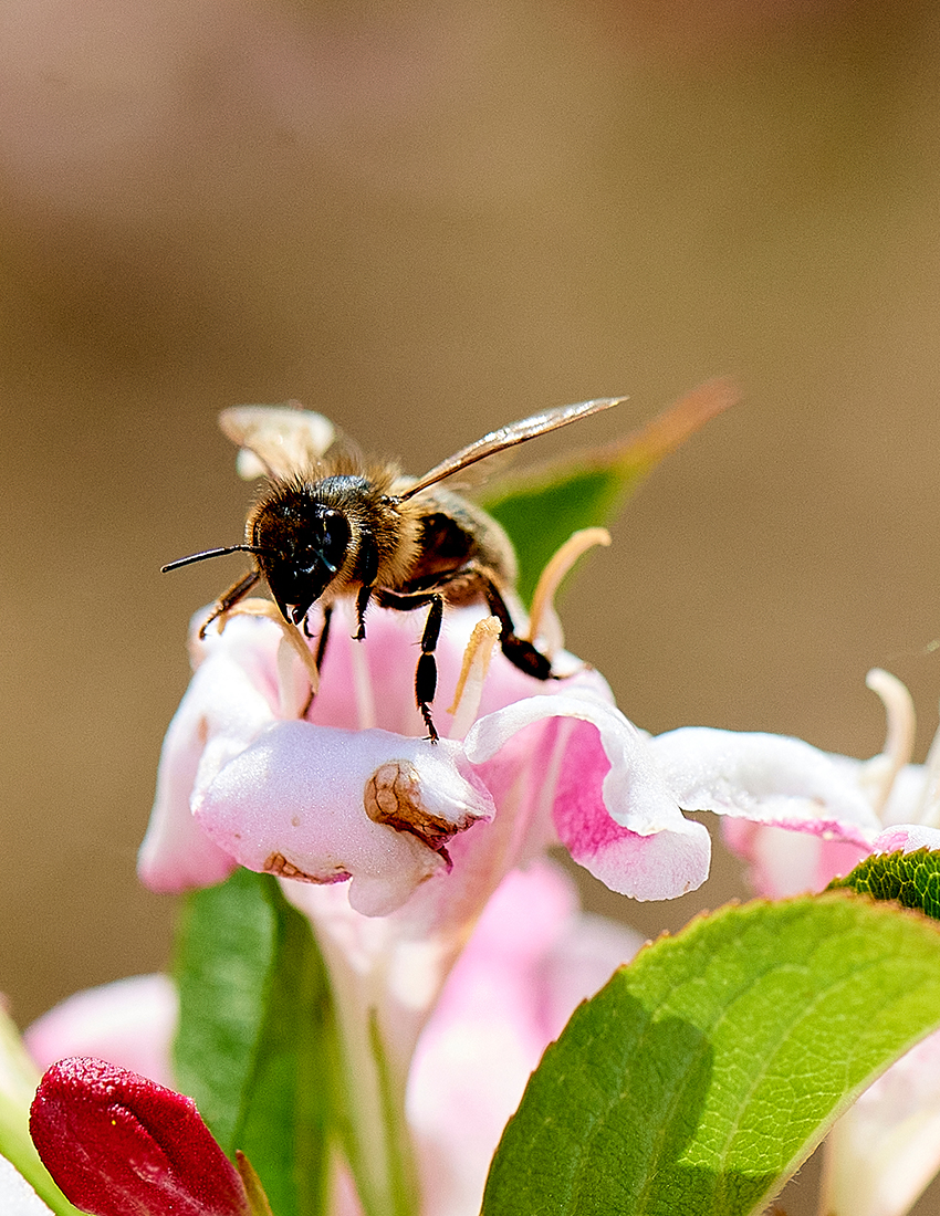 Apochrom: beekeeping