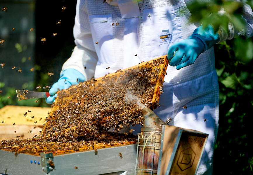 apiculture-1