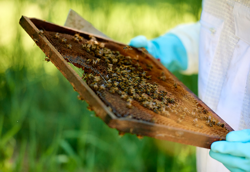 apiculture-3