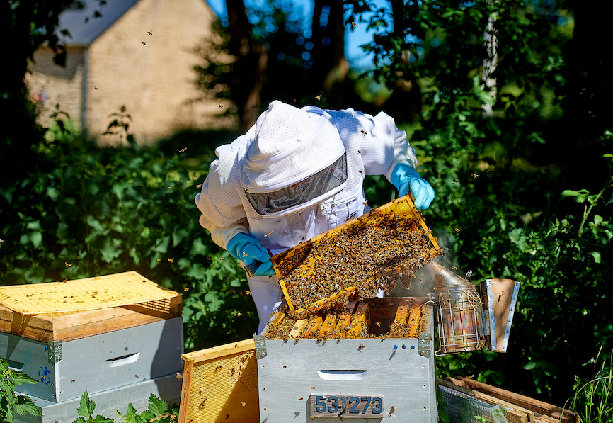 apiculture-4