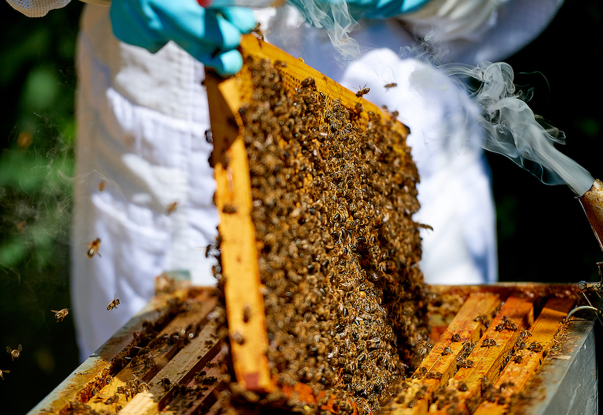 apiculture-7