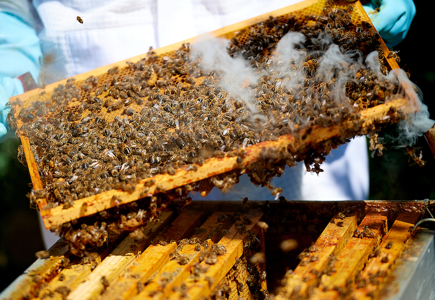 apiculture-8